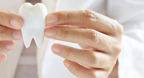photo of an artificial tooth in the dentist's hands
